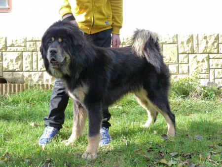 BIHAR  Henriet´s garden,(RINCHEN x Y-DALOU)